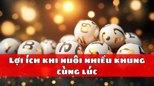 Lợi ích khi nuôi nhiều khung cùng lúc