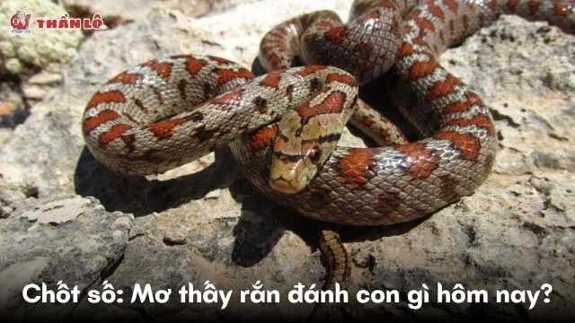 Chốt số Mơ thấy rắn đánh con gì hôm nay