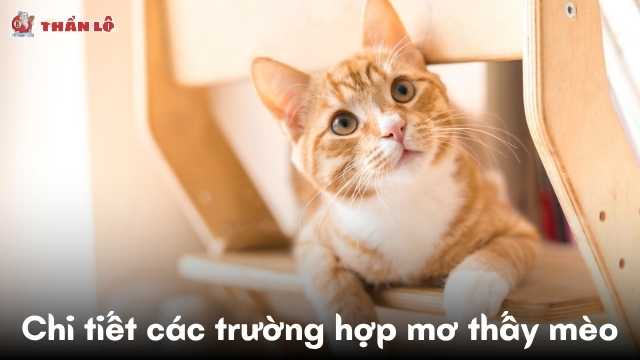 Giải mã chi tiết các trường hợp mơ thấy mèo