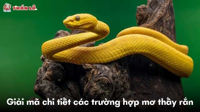Giải mã chi tiết các trường hợp mơ thấy rắn