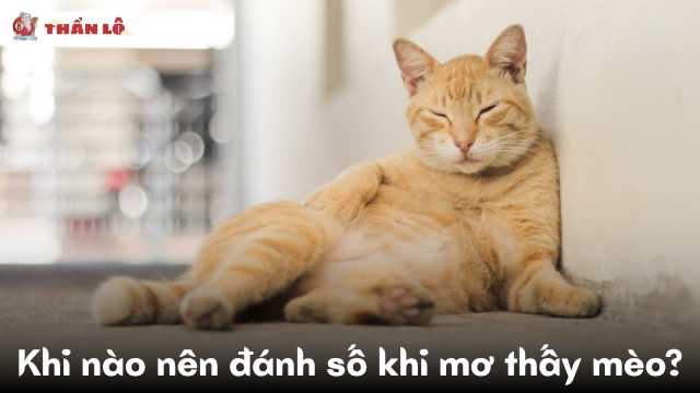 Khi nào nên đánh số khi mơ thấy mèo
