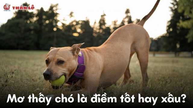 Mơ thấy chó là điềm tốt hay xấu