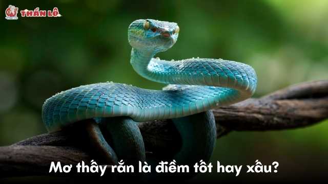 Mơ thấy rắn là điềm tốt hay xấu