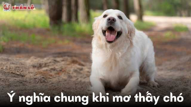 Ý nghĩa chung khi mơ thấy chó