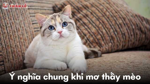 Ý nghĩa chung khi mơ thấy mèo