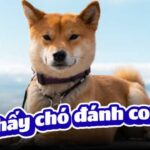 Mơ thấy chó đánh con gì