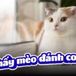 Mơ thấy mèo đánh con gì?