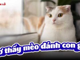 Mơ thấy mèo đánh con gì?