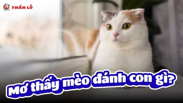 Mơ thấy mèo đánh con gì?