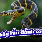 Mơ thấy rắn đánh con gì?