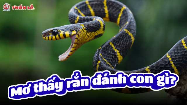 Mơ thấy rắn đánh con gì?